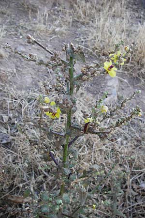 Verbascum sinuatum \ Gewelltblttrige Knigskerze / Wavyleaf Mullein, GR Euboea (Evia), Karistos 28.8.2014
