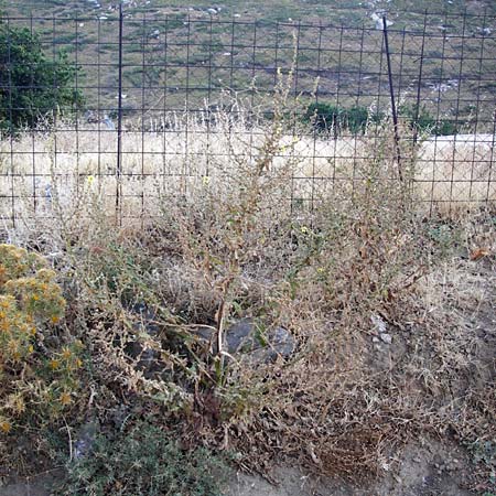 Verbascum sinuatum \ Gewelltblttrige Knigskerze / Wavyleaf Mullein, GR Euboea (Evia), Karistos 28.8.2014