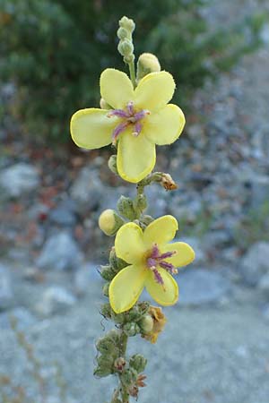 Verbascum sinuatum \ Gewelltblttrige Knigskerze / Wavyleaf Mullein, GR Euboea (Evia), Kerasia 27.8.2017