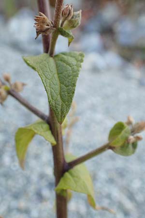 Verbascum sinuatum \ Gewelltblttrige Knigskerze / Wavyleaf Mullein, GR Euboea (Evia), Kerasia 27.8.2017