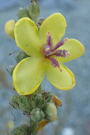 Verbascum sinuatum \ Gewelltblttrige Knigskerze / Wavyleaf Mullein, GR Euboea (Evia), Kerasia 27.8.2017