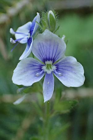 Veronica chamaedrys subsp. chamaedryoides \ Gamander&auml;hnlicher Ehrenpreis / Germander-Like Speedwell, GR Peloponnes, Saitas 22.5.2024