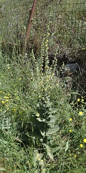 Verbascum macrurum \ Gro&szlig;schw&auml;nzige K�nigskerze / Mullein, GR Peloponnes, Kalavryta 23.5.2024