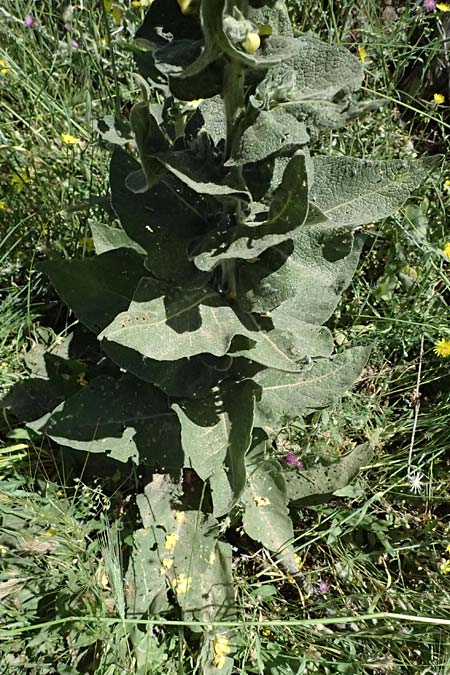 Verbascum macrurum \ Gro&szlig;schw&auml;nzige K�nigskerze / Mullein, GR Peloponnes, Kalavryta 23.5.2024