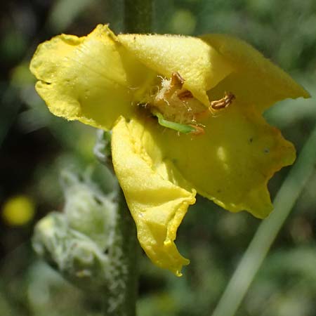 Verbascum macrurum \ Gro&szlig;schw&auml;nzige K�nigskerze / Mullein, GR Peloponnes, Kalavryta 23.5.2024