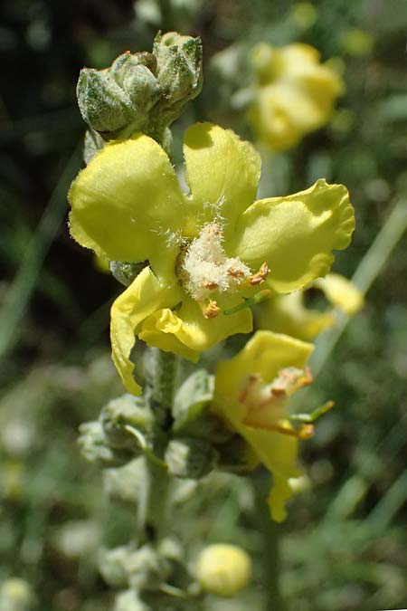 Verbascum macrurum \ Gro&szlig;schw&auml;nzige K�nigskerze / Mullein, GR Peloponnes, Kalavryta 23.5.2024