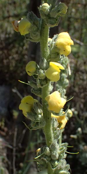 Verbascum macrurum \ Gro&szlig;schw&auml;nzige K�nigskerze / Mullein, GR Peloponnes, Kalavryta 23.5.2024