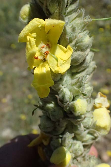 Verbascum macrurum \ Gro&szlig;schw&auml;nzige K�nigskerze / Mullein, GR Peloponnes, Kalavryta 23.5.2024