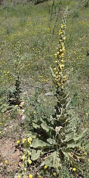 Verbascum macrurum \ Gro&szlig;schw&auml;nzige K�nigskerze / Mullein, GR Peloponnes, Kalavryta 23.5.2024