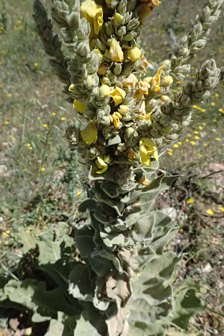 Verbascum macrurum \ Gro&szlig;schw&auml;nzige K�nigskerze / Mullein, GR Peloponnes, Kalavryta 23.5.2024