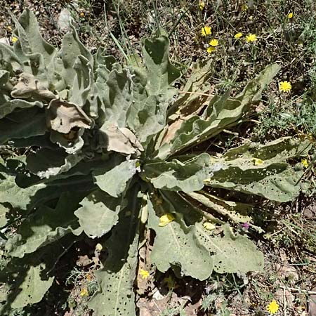 Verbascum macrurum \ Gro&szlig;schw&auml;nzige K�nigskerze / Mullein, GR Peloponnes, Kalavryta 23.5.2024