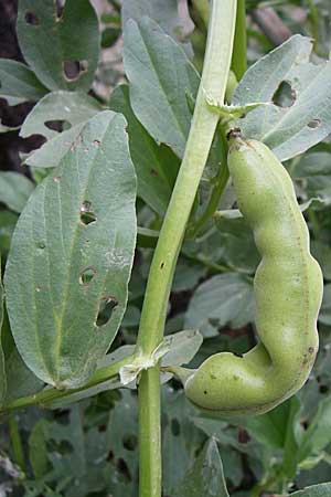 Vicia faba \ Sau-Bohne, Acker-Bohne / Broad Bean, Field Bean, GR Igoumenitsa 14.5.2008