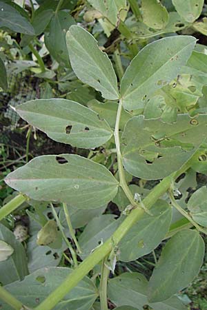 Vicia faba \ Sau-Bohne, Acker-Bohne / Broad Bean, Field Bean, GR Igoumenitsa 14.5.2008