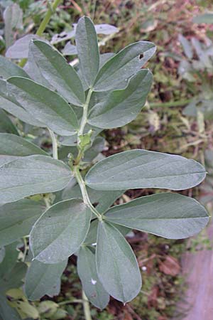Vicia faba \ Sau-Bohne, Acker-Bohne / Broad Bean, Field Bean, GR Igoumenitsa 14.5.2008