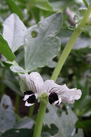 Vicia faba \ Sau-Bohne, Acker-Bohne / Broad Bean, Field Bean, GR Igoumenitsa 14.5.2008