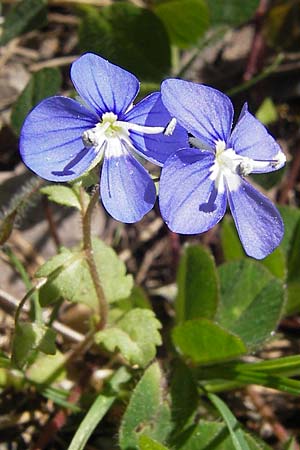 Veronica glauca \ Blaugr&uuml;ner Ehrenpreis / Glaucous Speedwell, GR Peloponnes, Olympia 28.3.2013