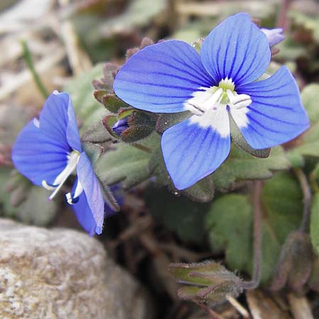 Veronica glauca \ Blaugr&uuml;ner Ehrenpreis / Glaucous Speedwell, GR Peloponnes, Apollon Tempel von Bassae / Peloponnese, Apollon Temple of Bassae 29.3.2013