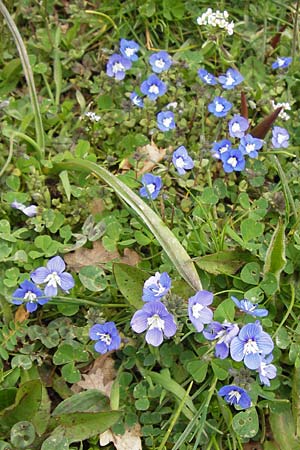 Veronica glauca \ Blaugr&uuml;ner Ehrenpreis / Glaucous Speedwell, GR Peloponnes, Apollon Tempel von Bassae / Peloponnese, Apollon Temple of Bassae 29.3.2013