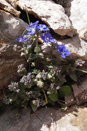 Veronica glauca \ Blaugr&uuml;ner Ehrenpreis / Glaucous Speedwell, GR Parnitha 3.4.2013