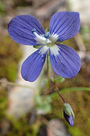 Veronica glauca \ Blaugr&uuml;ner Ehrenpreis / Glaucous Speedwell, GR Hymettos 20.3.2019