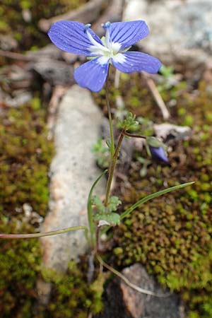 Veronica glauca \ Blaugr&uuml;ner Ehrenpreis / Glaucous Speedwell, GR Hymettos 20.3.2019