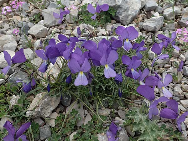 Viola graeca \ Griechisches Veilchen / Greek Violet, GR Peloponnes, Chelmos 18.5.2024