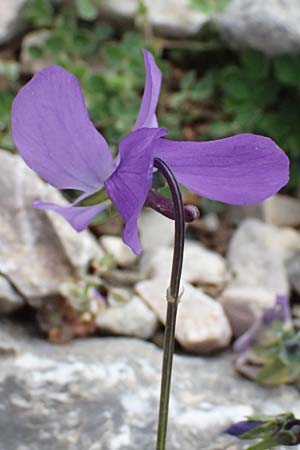 Viola graeca \ Griechisches Veilchen / Greek Violet, GR Peloponnes, Chelmos 18.5.2024