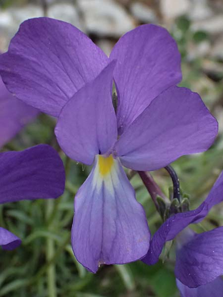 Viola graeca \ Griechisches Veilchen / Greek Violet, GR Peloponnes, Chelmos 18.5.2024