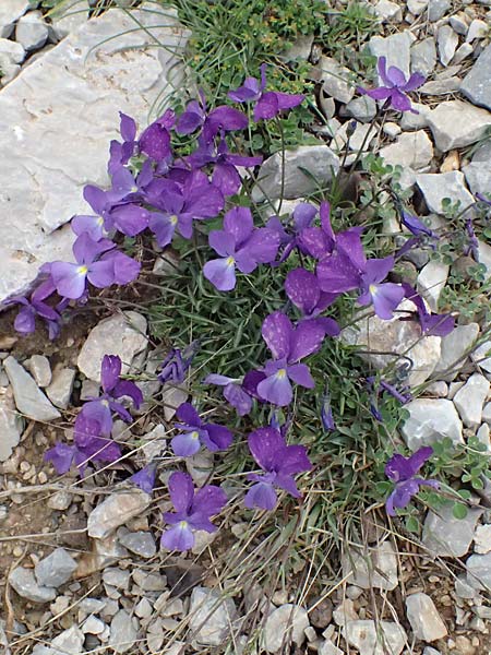 Viola graeca \ Griechisches Veilchen / Greek Violet, GR Peloponnes, Chelmos 18.5.2024
