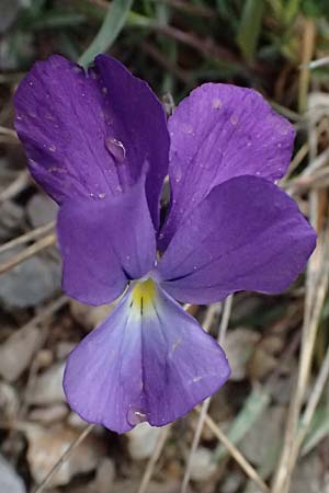 Viola graeca \ Griechisches Veilchen / Greek Violet, GR Peloponnes, Chelmos 18.5.2024