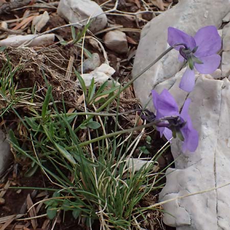 Viola graeca \ Griechisches Veilchen / Greek Violet, GR Peloponnes, Chelmos 18.5.2024