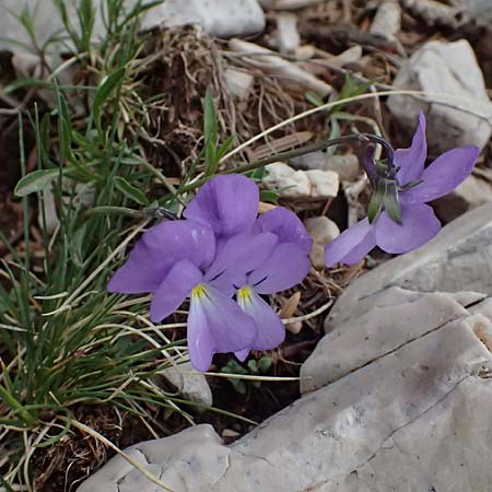 Viola graeca \ Griechisches Veilchen / Greek Violet, GR Peloponnes, Chelmos 18.5.2024