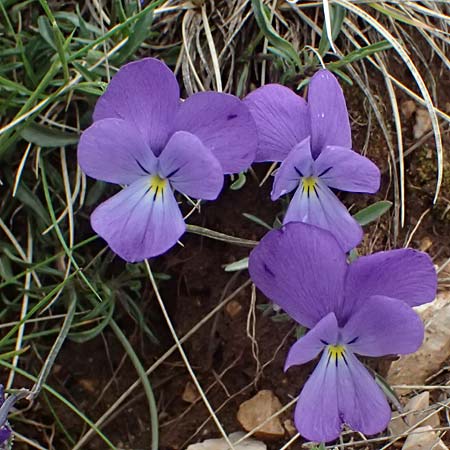 Viola graeca \ Griechisches Veilchen / Greek Violet, GR Peloponnes, Chelmos 18.5.2024