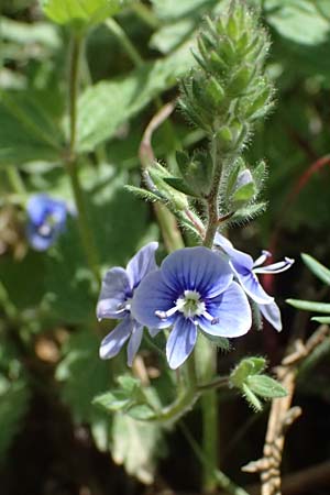 Veronica chamaedrys subsp. chamaedryoides \ Gamander&auml;hnlicher Ehrenpreis / Germander-Like Speedwell, GR Peloponnes, Saitas 19.5.2024