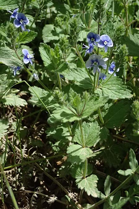 Veronica chamaedrys subsp. chamaedryoides \ Gamander&auml;hnlicher Ehrenpreis / Germander-Like Speedwell, GR Peloponnes, Saitas 19.5.2024