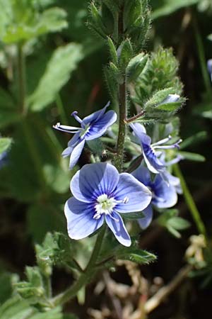 Veronica chamaedrys subsp. chamaedryoides \ Gamander&auml;hnlicher Ehrenpreis / Germander-Like Speedwell, GR Peloponnes, Saitas 19.5.2024