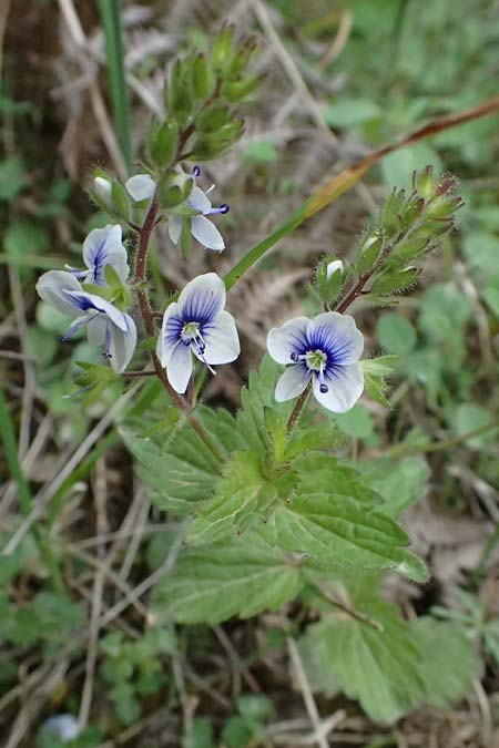 Veronica chamaedrys subsp. chamaedryoides \ Gamander&auml;hnlicher Ehrenpreis / Germander-Like Speedwell, GR Peloponnes, Saitas 19.5.2024