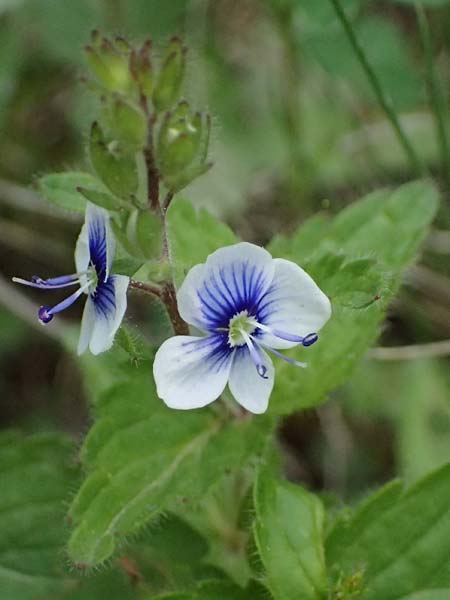 Veronica chamaedrys subsp. chamaedryoides \ Gamander&auml;hnlicher Ehrenpreis / Germander-Like Speedwell, GR Peloponnes, Saitas 19.5.2024