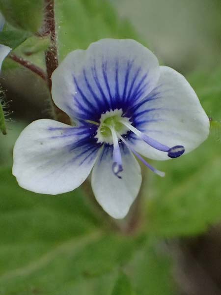 Veronica chamaedrys subsp. chamaedryoides \ Gamander&auml;hnlicher Ehrenpreis / Germander-Like Speedwell, GR Peloponnes, Saitas 19.5.2024