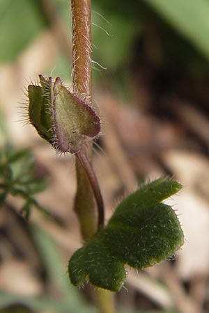 Veronica hederifolia subsp. hederifolia \ Efeublttriger Ehrenpreis / Ivy-Leaved Speedwell, GR Peloponnes, Apollon Tempel von Bassae / Peloponnese, Apollon Temple of Bassae 29.3.2013