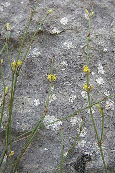 Thliphthisa chlorantha \ Gr&uuml;nlicher Meister / Green Woodruff, GR Zagoria, Vikos - Schlucht / Gorge 26.8.2007