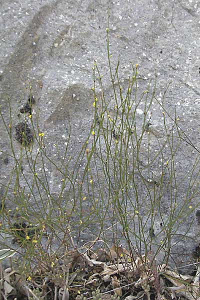 Thliphthisa chlorantha \ Gr&uuml;nlicher Meister / Green Woodruff, GR Zagoria, Vikos - Schlucht / Gorge 26.8.2007