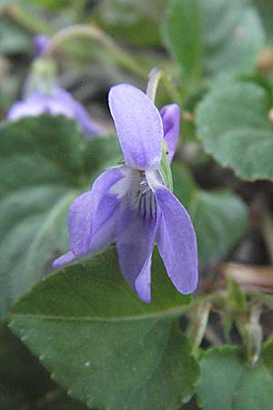 Viola reichenbachiana \ Wald-Veilchen / Early Dog Violet, GR Katara Pass 27.8.2007
