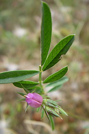 Onobrychis aequidentata \ Gleichz�hnige Esparsette, GR Igoumenitsa 13.5.2008