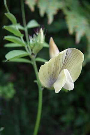 Vicia grandiflora \ Grobltige Wicke / Showy Vetch, GR Igoumenitsa 13.5.2008