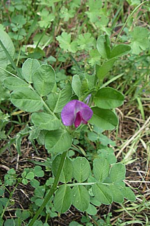 Vicia sativa var. sativa \ Saat-Wicke, Echte Futter-Wicke / Common Vetch, GR Igoumenitsa 14.5.2008