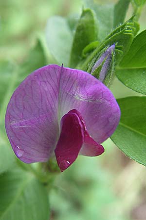 Vicia sativa var. sativa \ Saat-Wicke, Echte Futter-Wicke / Common Vetch, GR Igoumenitsa 14.5.2008