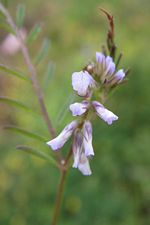 Vicia hirsuta \ Rauhaarige Wicke / Hairy Tare, GR Dodoni 14.5.2008
