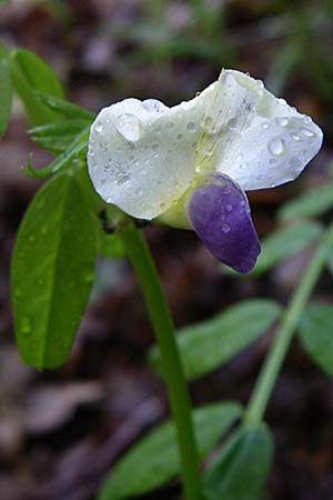Vicia barbazitae \ Dr�sige Wicke, GR Zagoria, Vikos - Schlucht 15.5.2008