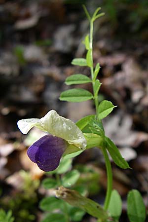 Vicia barbazitae \ Dr�sige Wicke, GR Zagoria, Vikos - Schlucht 15.5.2008